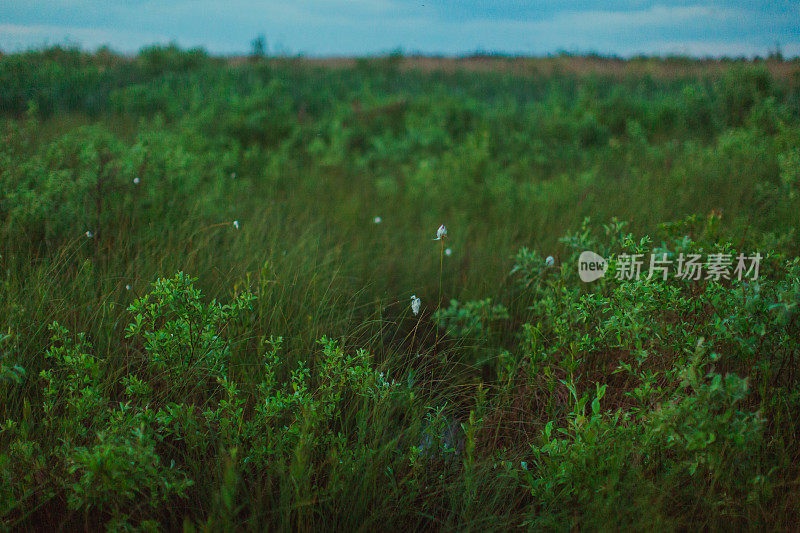 马什绒毛。绿草如茵，鲜花盛开。