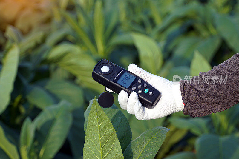 光度计，勒克斯光度计握在手里测量田间烟草植株的亮度。