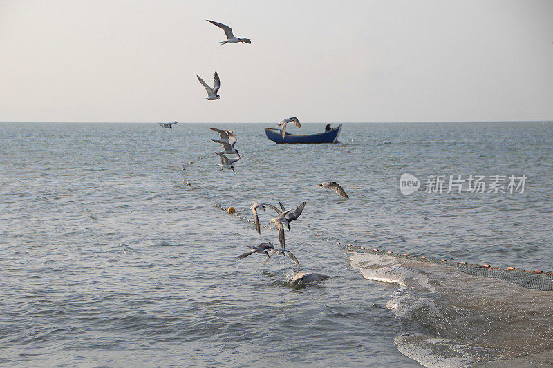 海鸥在波涛的怒吼中低飞