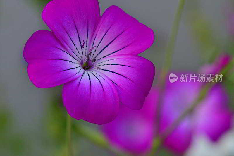 石竹:石竹科一年生草本开花植物