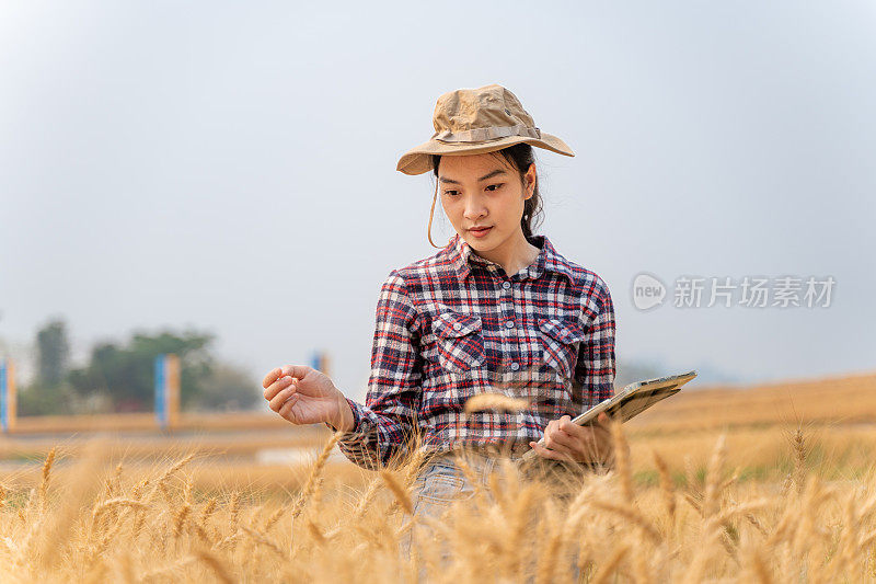 年轻的女农民使用技术来帮助她的农业，用她的电脑平板电脑跟踪她的大麦作物的数据