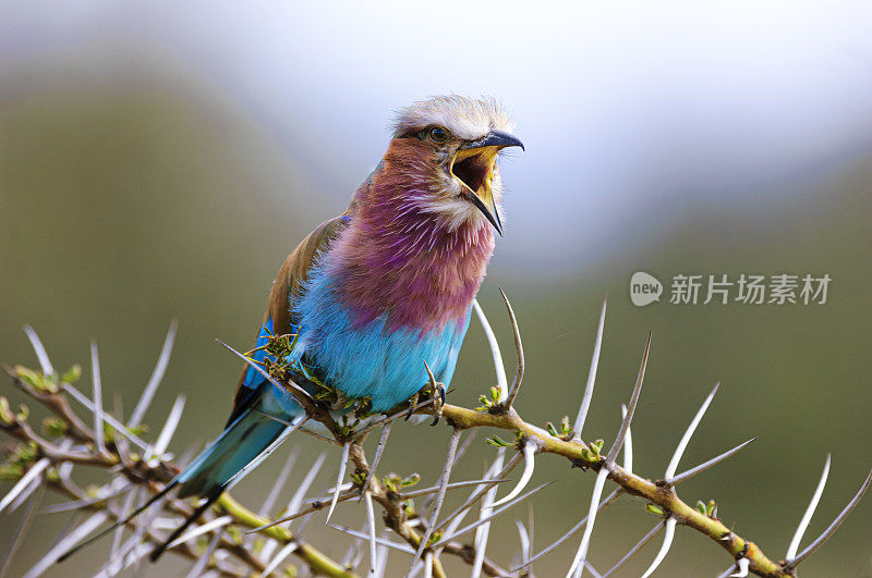 野生非洲丁香花，挂在带刺的树枝上