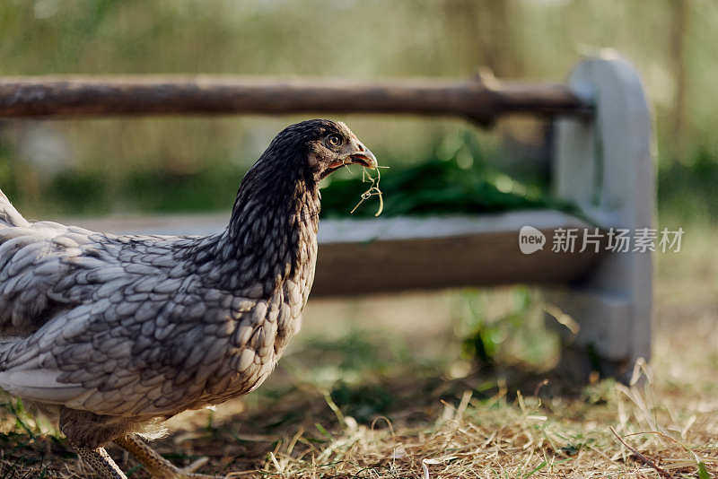 一只灰色的母鸡站在绿色的草地上，从农场的喂食器上啄着新鲜的有机饲料