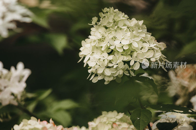 布什绣球花