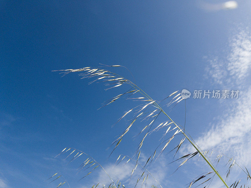 天空中野燕麦的茎秆