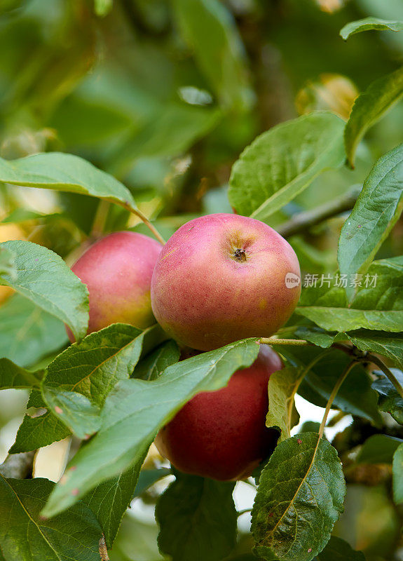 一个红色的天堂苹果在自然环境下挂在树枝上，阳光灿烂的日子，健康的吃。一天一个苹果，医生远离我。