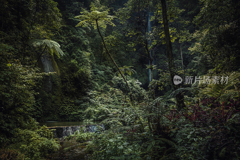 郁郁葱葱的热带雨林在黑暗的峡谷与自然池和岩石拱顶覆盖着绿色植物和Banyumala瀑布的背景在印度尼西亚的巴厘岛作为丛林风景