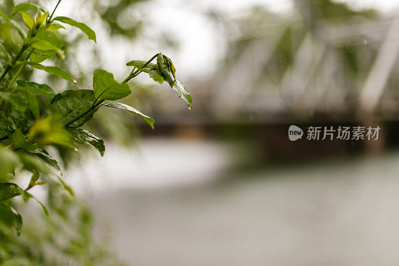 雨中的邻居桥-美国中西部在春天的天气和季节照片系列