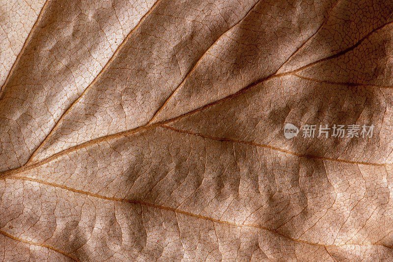 抽象自然模式的干燥叶片极端特写全帧背景