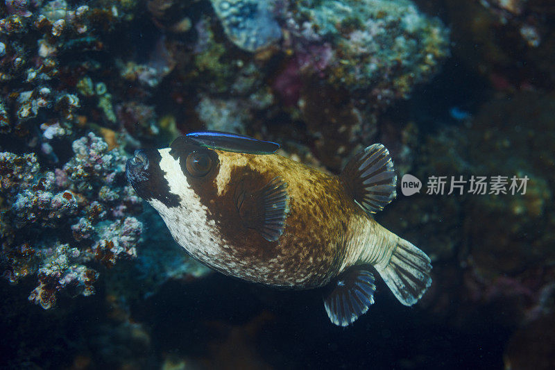 河豚鱼-蒙面河豚鱼和清洁濑鱼。珊瑚礁红海自然和野生动物水下海洋生物水肺潜水员的观点水下照片