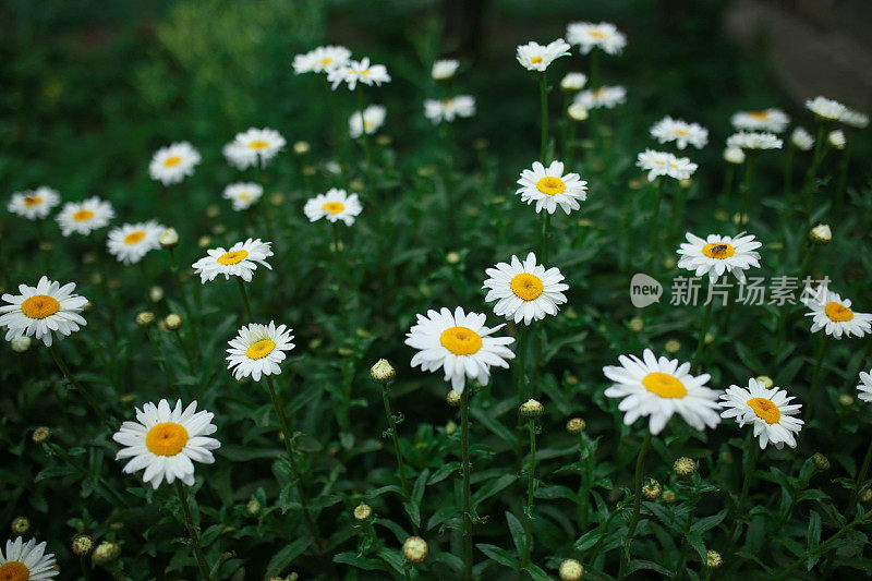 花园雏菊在阳光下生长在花坛上。健美的形象