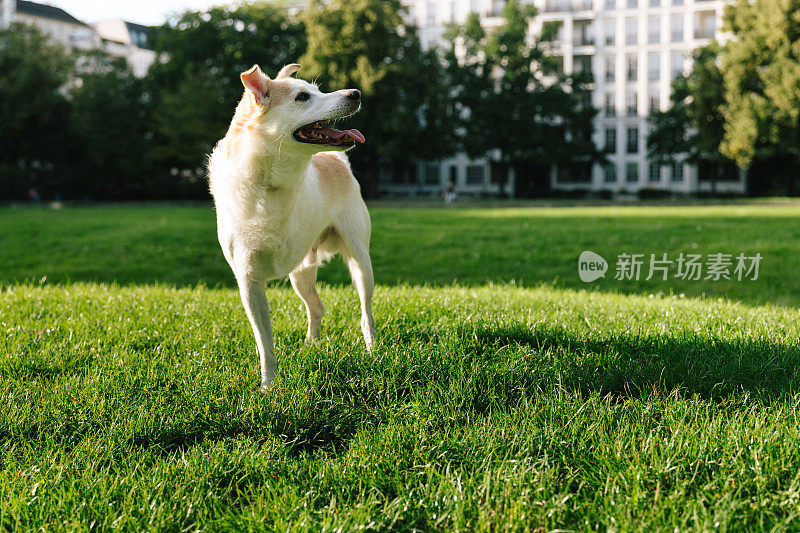 残疾混血狗在公园里玩耍