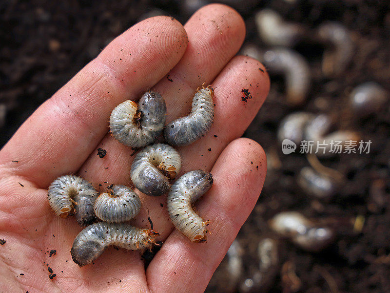白色的蛴螬，金龟子的幼虫，通常被称为五月甲虫或六月虫在男性的手，害虫在土壤是恼人的园丁