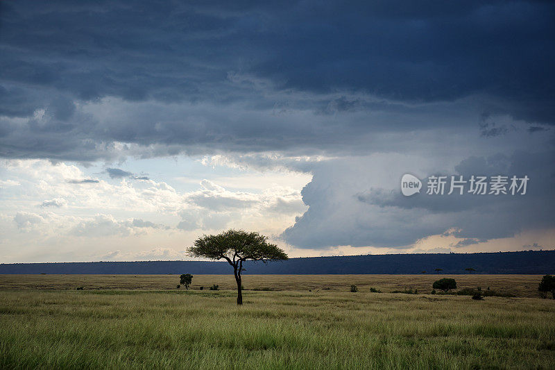 肯尼亚马赛马拉的风景