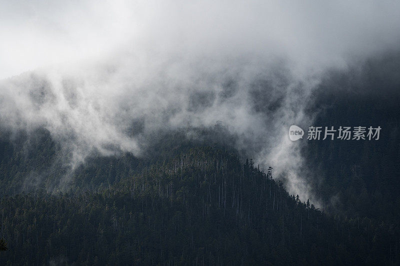 雾山雨林温哥华岛