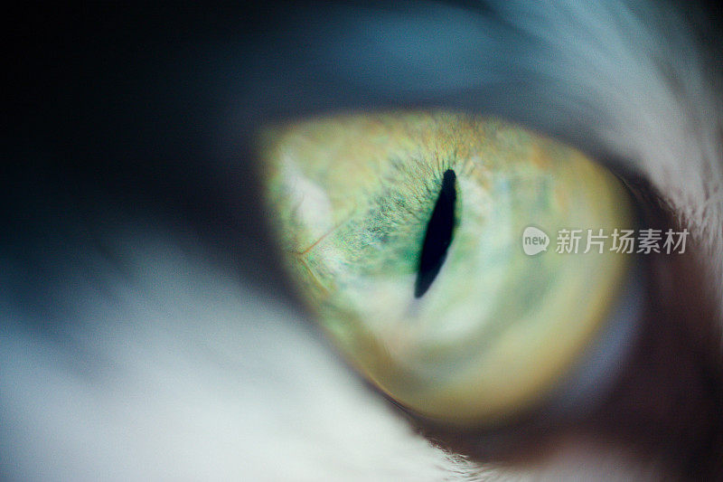 猫咪眼睛的特写