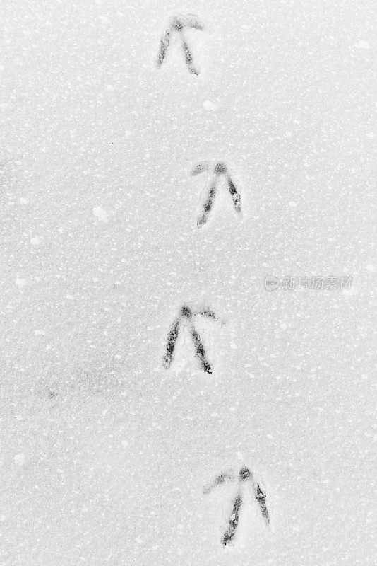 鹅在雪地里行走。