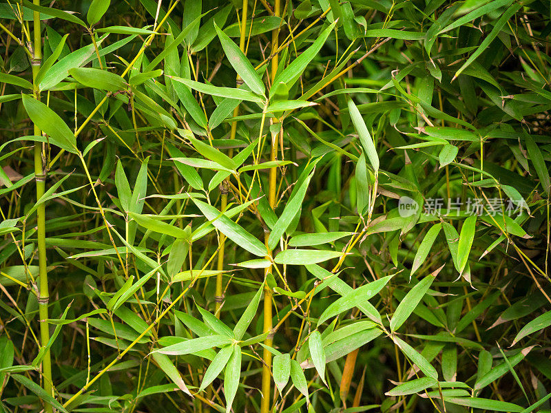 毛竹是竹子的一种
