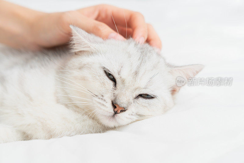 小苏格兰折耳猫躺在白色的床上放松着，在家里用女人的手摸着头。