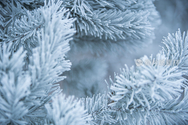 冬天的景象――覆盖着积雪的冰冻松枝。森林里的冬天