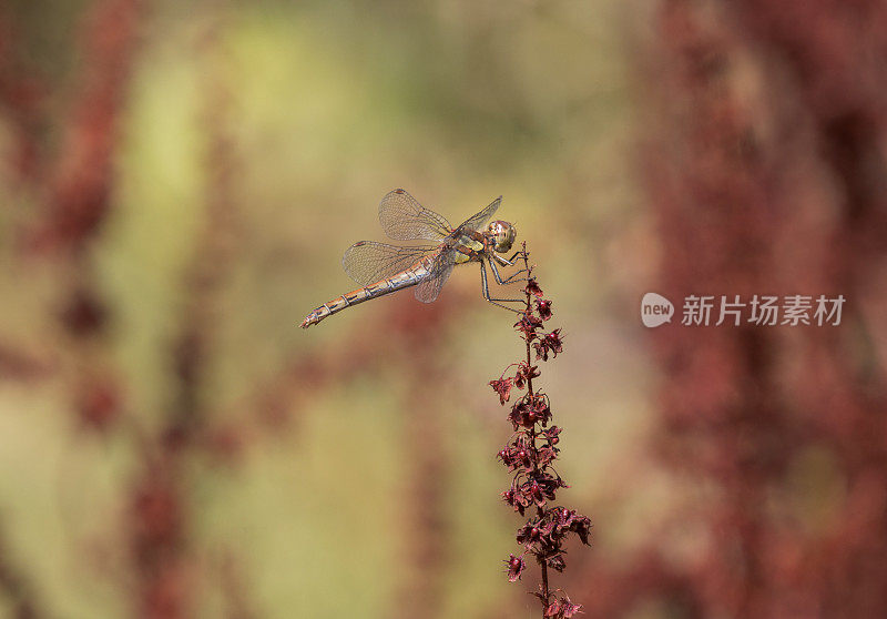 飞镖蜻蜓(黄纹蜻蜓)