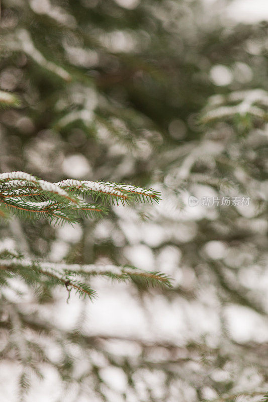 2022年12月，俄亥俄州奇利科特的雪天里，奇形怪状的雪树