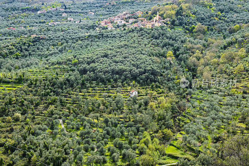 利古里亚省因皮里亚省普林诺山谷的橄榄树种植园