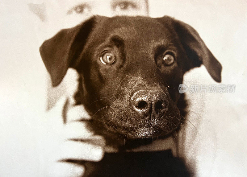 1999年的狗与人肖像
