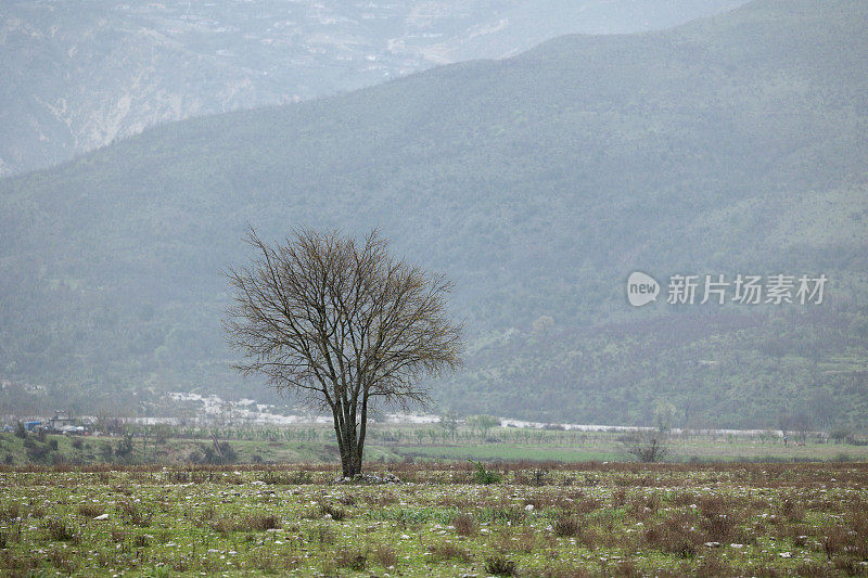 美术无叶树