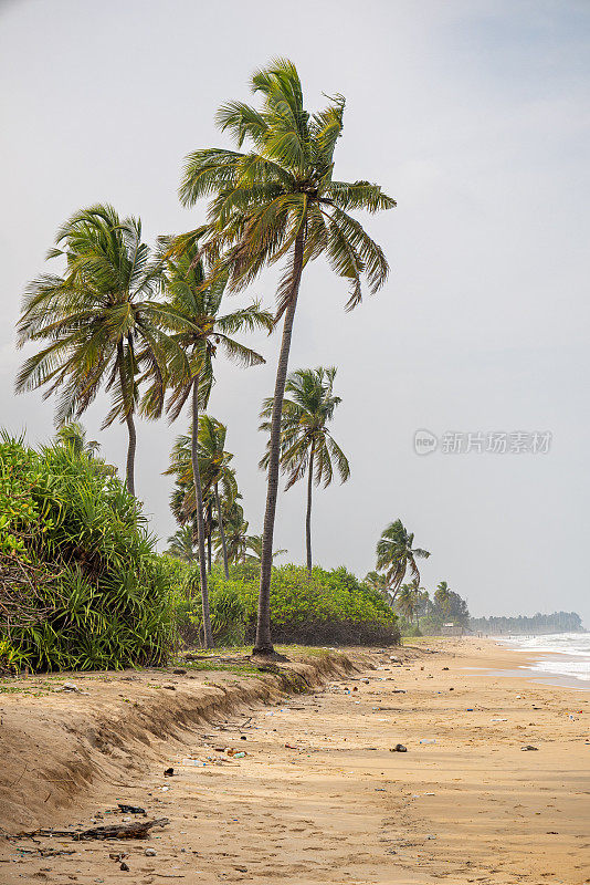 热带海滩上的椰子树