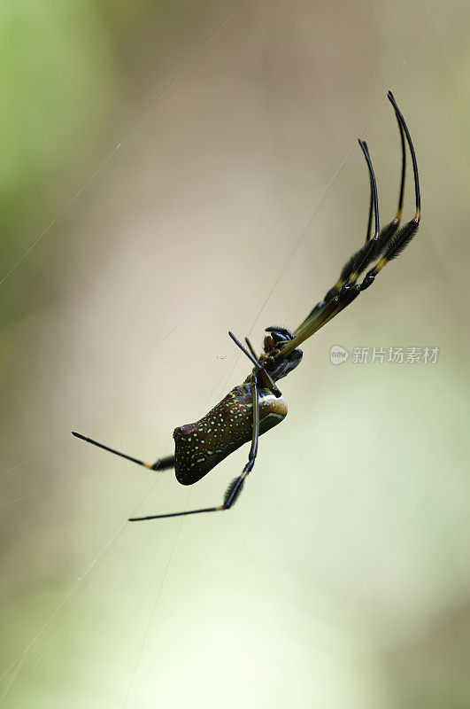 哥斯达黎加萨拉皮基的金球蜘蛛雌性