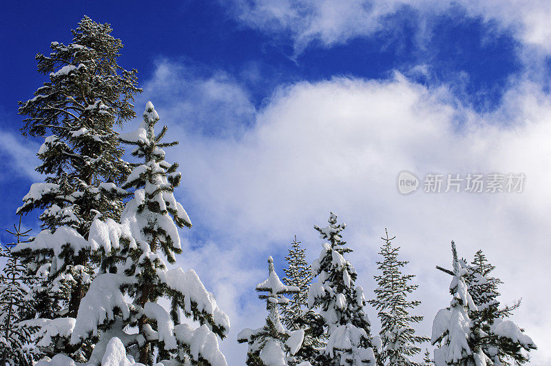 最近一场暴风雪后的松树的低角度视图