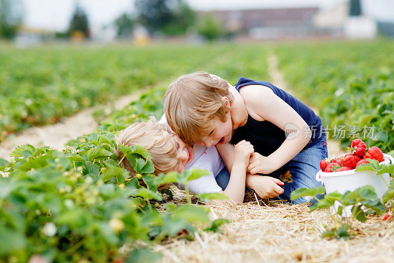 夏天，两个学前班的男孩在草莓农场玩耍。孩子们，快乐可爱的双胞胎吃着健康的有机食品，新鲜的草莓当零食。孩子们帮忙收割