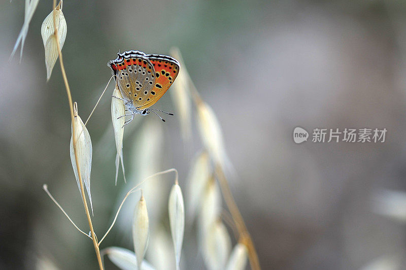 小火铜蝶