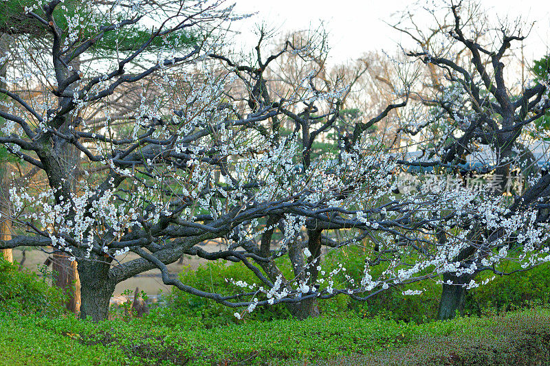 东京，日本公园里盛开的梅花