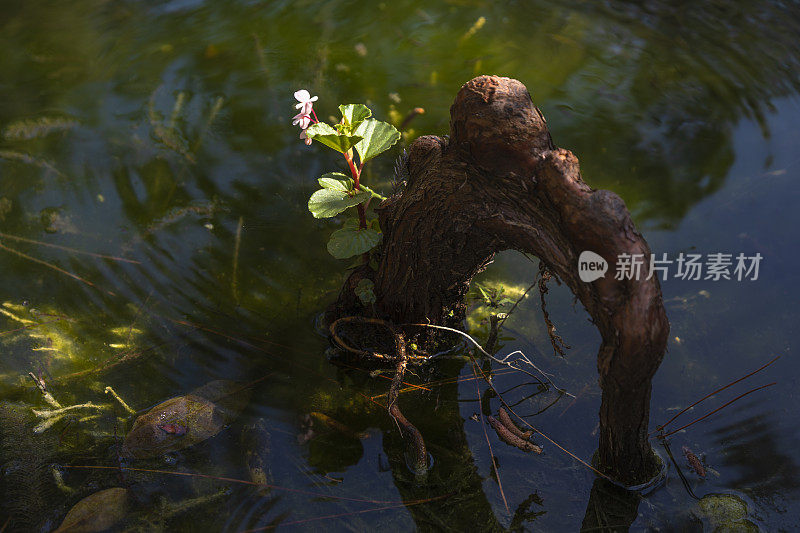 树根从水里冒出来，带着一朵花