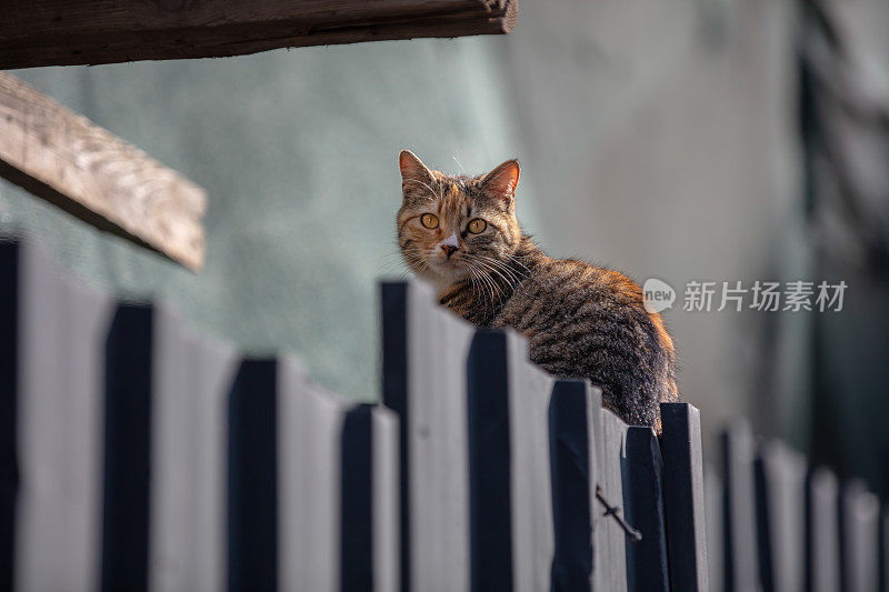 多色流浪猫在街上。它正看着摄像机。