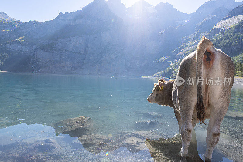 阳光明媚的夏日，高山湖边的一头美丽的奶牛