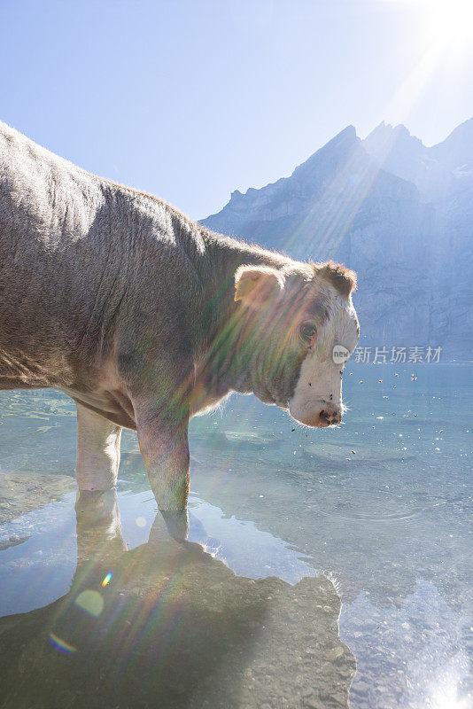 阳光明媚的夏日，高山湖边的一头美丽的奶牛