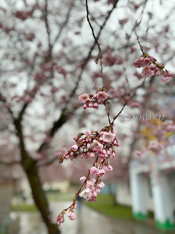 粉红色的樱桃树在早春盛开。樱花。樱花的树。