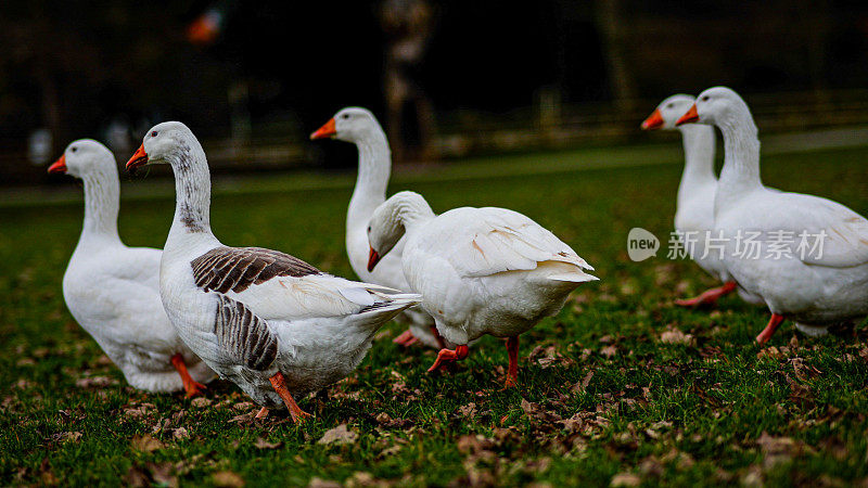 城市公园里的鹅群，成群的鸭子，鸭子向湖边走去