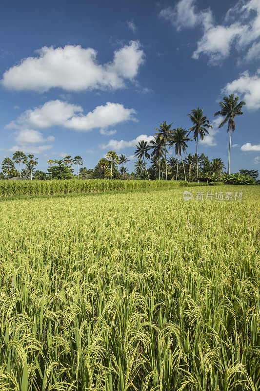 印度尼西亚巴厘岛的稻田