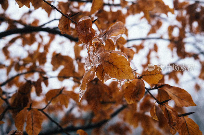 在蒙特利尔的冻雨中，树叶被冰覆盖。
