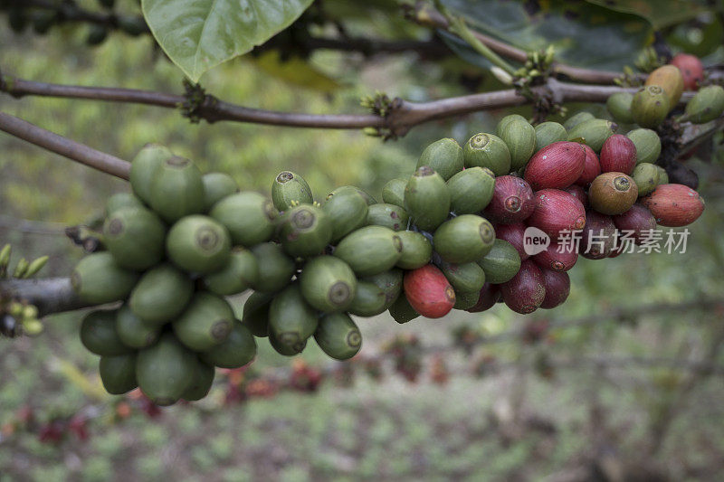 树上的利比里亚咖啡-资料照片