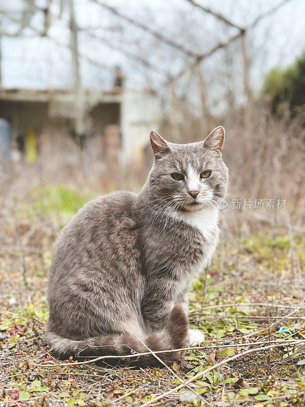 农场的猫