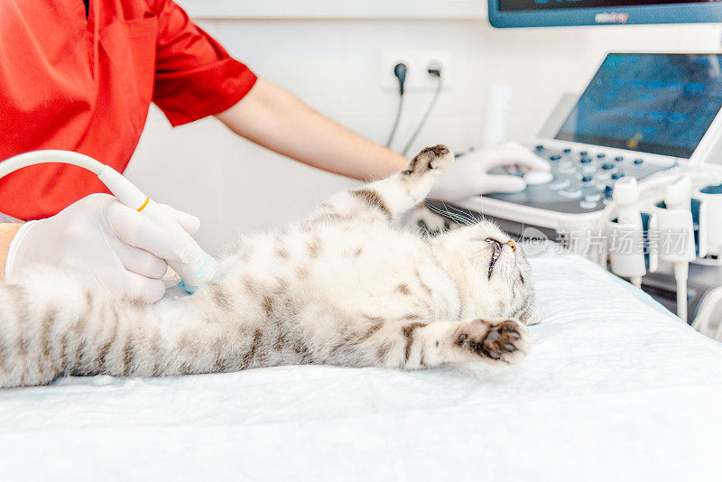 一只小灰猫在兽医诊所接受超声波检查。躺在桌子上的苏格兰折耳猫。医疗设备，监视器在后台。