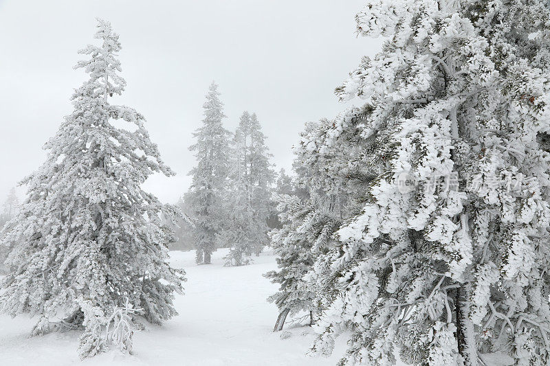 黄石公园冬季景观中树上的大雪