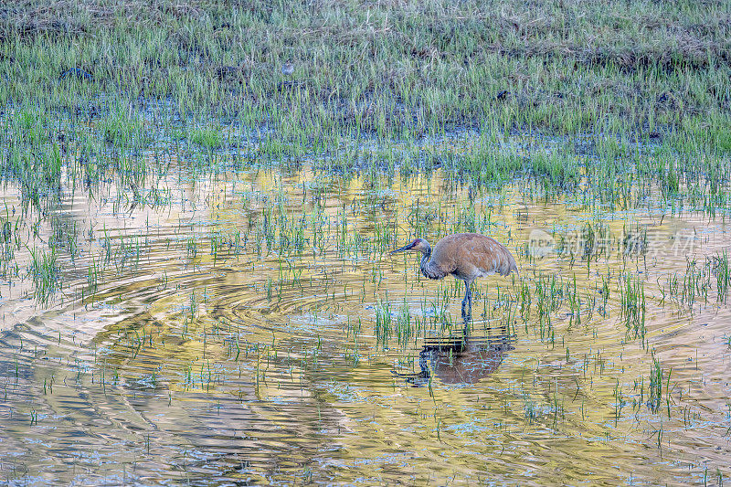在北美美国西部的黄石生态系统中，一只沙丘鹤在早晨金色的阳光下，雪融化后留下的小池塘上