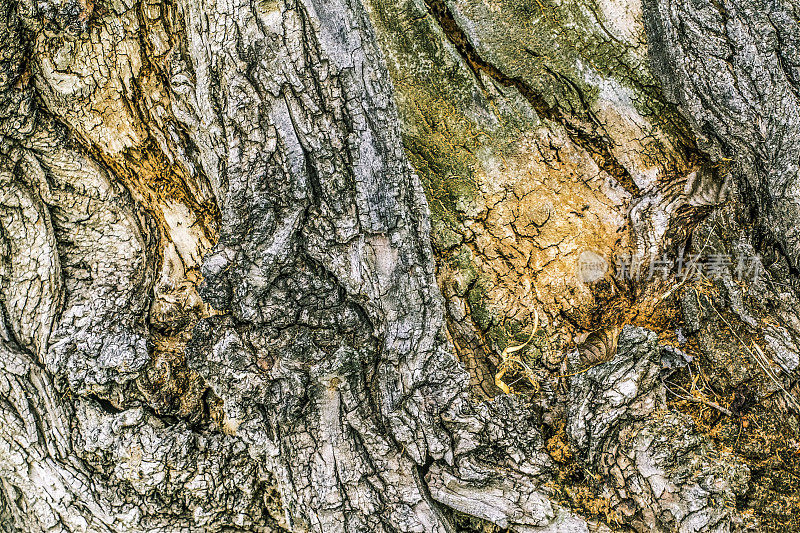 高分辨率抽象背景描绘老黑杨树深沟槽树皮纹理细节