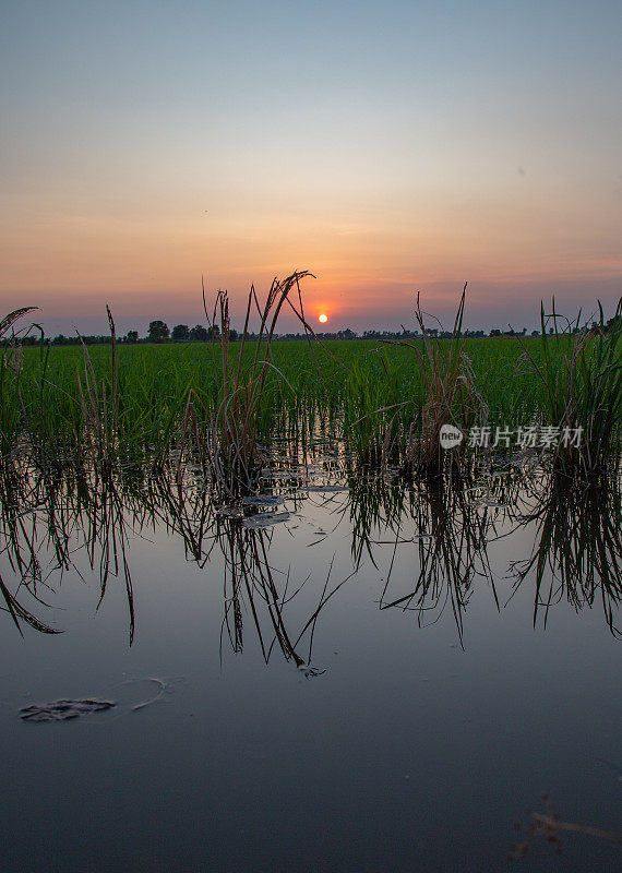 湄公河三角洲，夕阳下的田江年轻的稻田